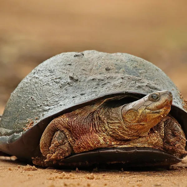 Pelomedusa, an African helmeted turtle, walks along sand