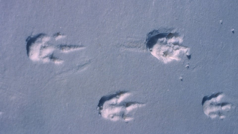 Penguin tracks in snow