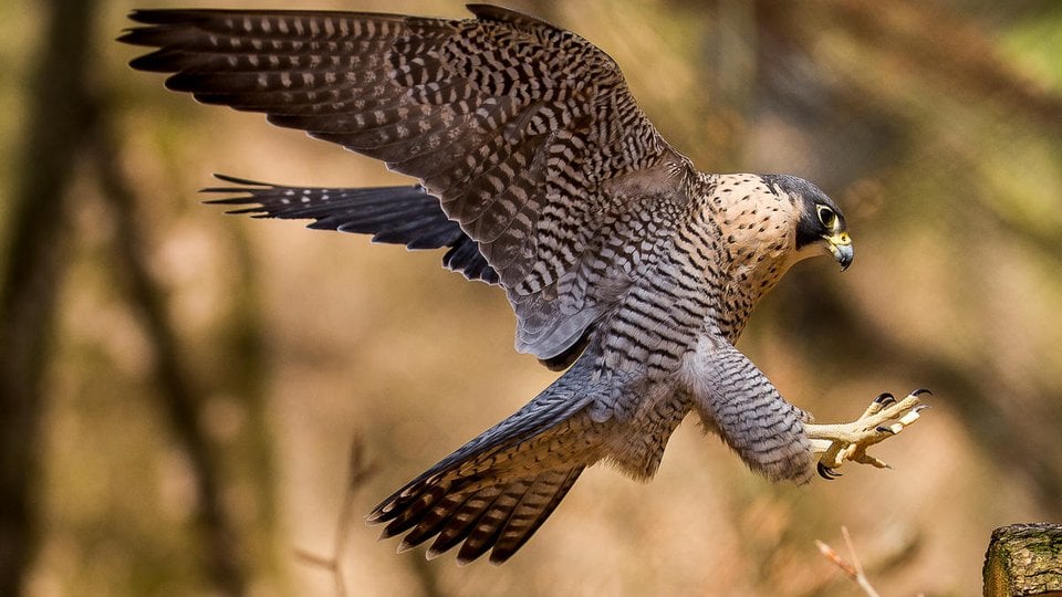 A peregrine falcon in flight