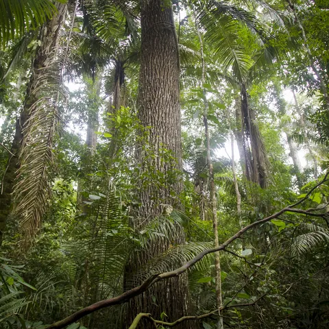 A thick forest