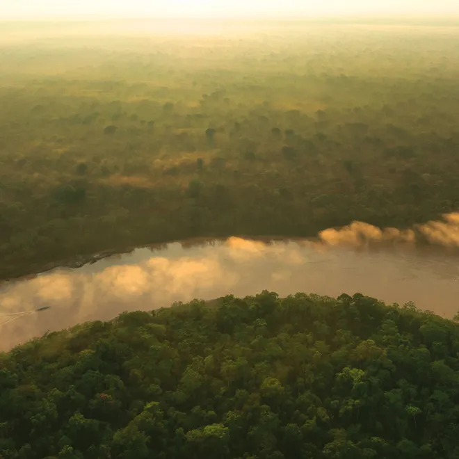 Aerial image of river in thick forest