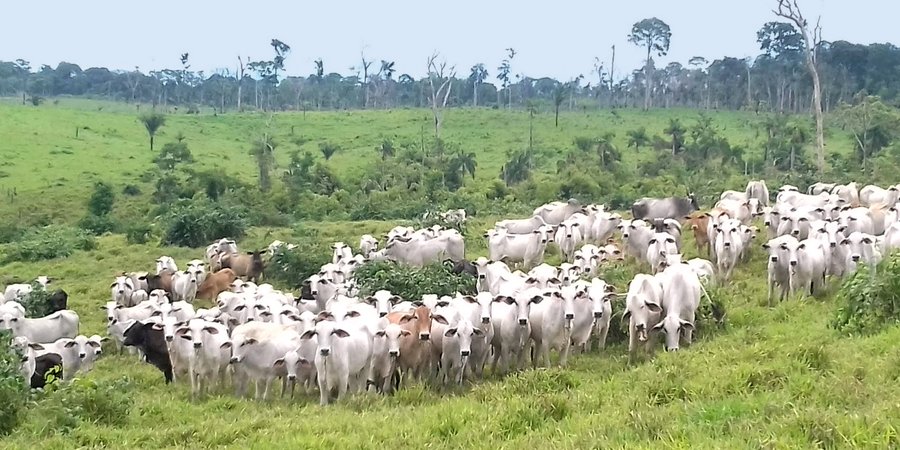 A group of primarily white and beige cattle gathered at the center of a photo with green grass and trees in the background.
