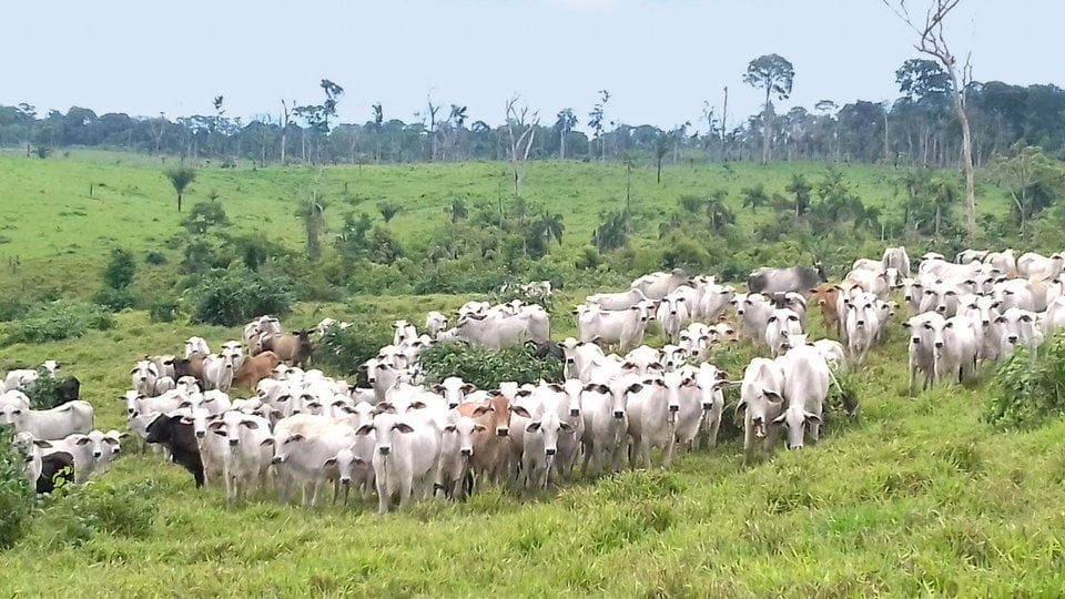 A group of primarily white and beige cattle gathered at the center of a photo with green grass and trees in the background.