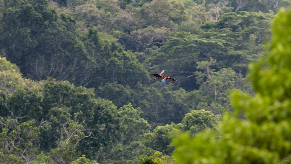 Peru Macaws WWfall2024