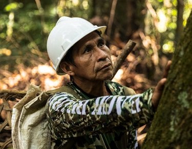 A man with a helmet examines a tree