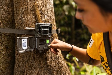 Woman sets camera trap on tree