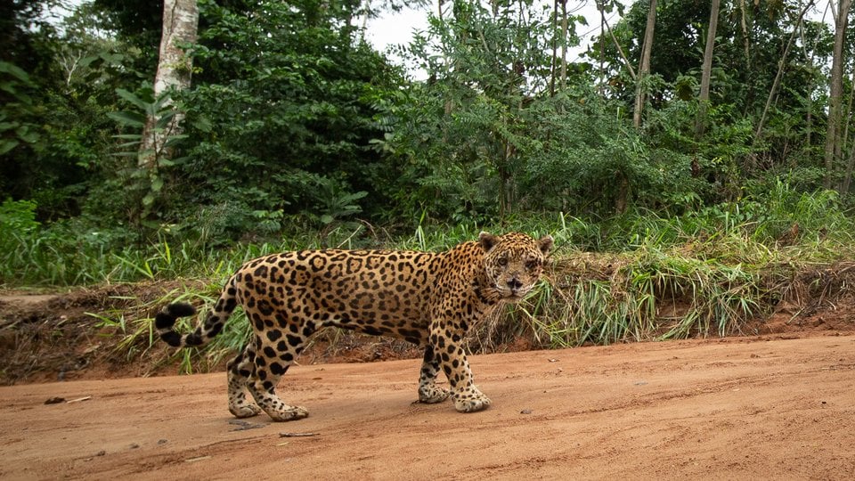 A jaguar walks along a road, looks at camera