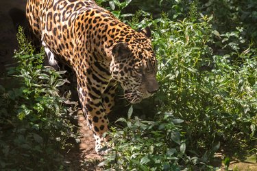 Jaguar walking through foliage