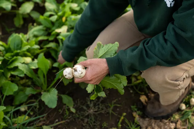 Close-up of a person pulling radishes out of the dirt