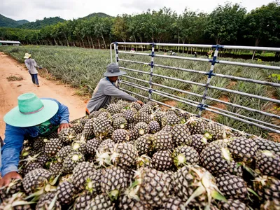 Farmers load pineapples into a truck in the foreground with pineapple fields in the background