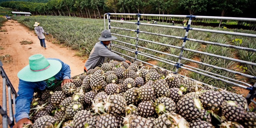 Farmers load pineapples into a truck in the foreground with pineapple fields in the background
