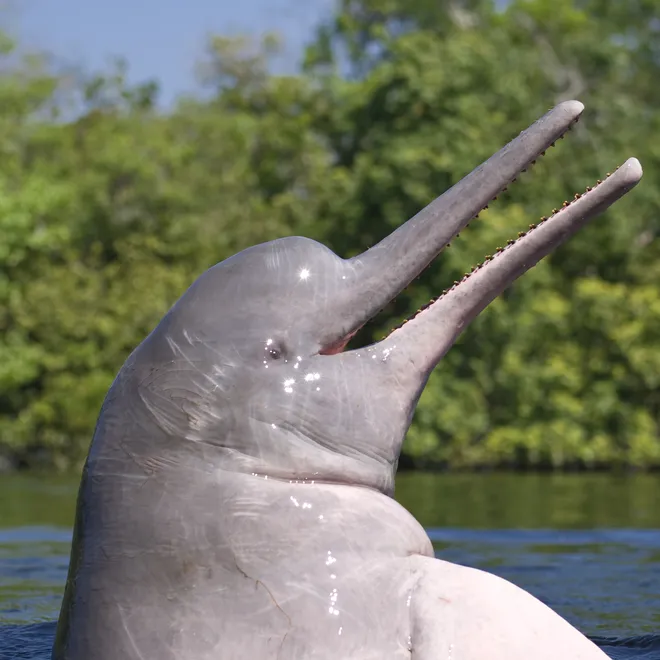 Pink river dolphin pops its head out of the river with its mouth slightly agape..