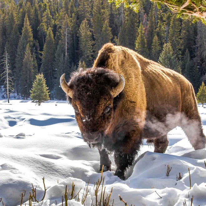 Plains bison in Yellowstone National Park, United States