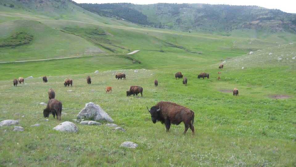 A herd of bison spread out across a green valley