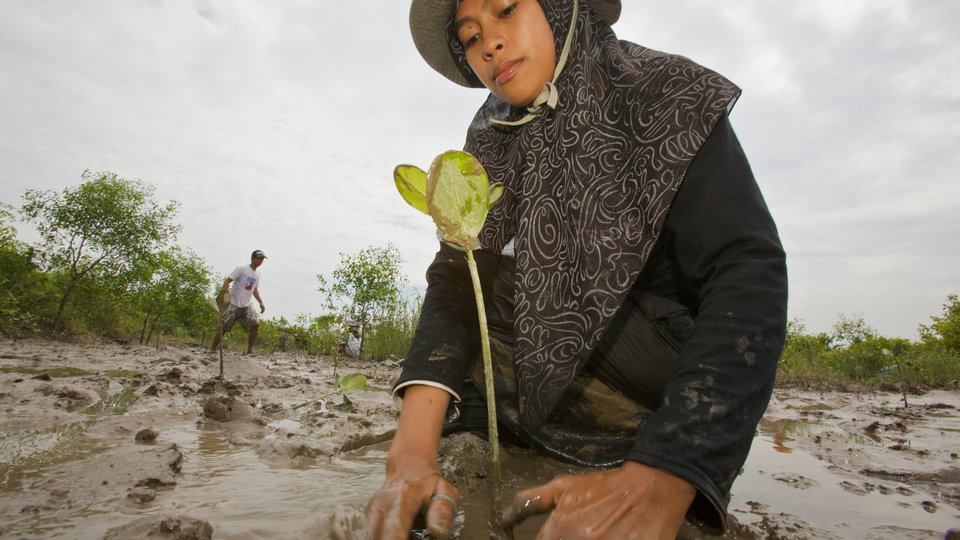 Planting mangrove seedlings in Sumatra.