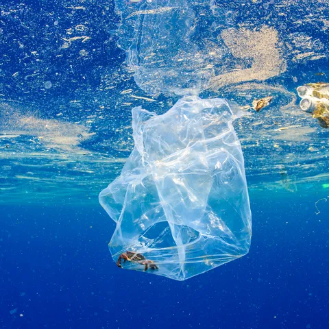 A crab caught in a plastic bag in the ocean