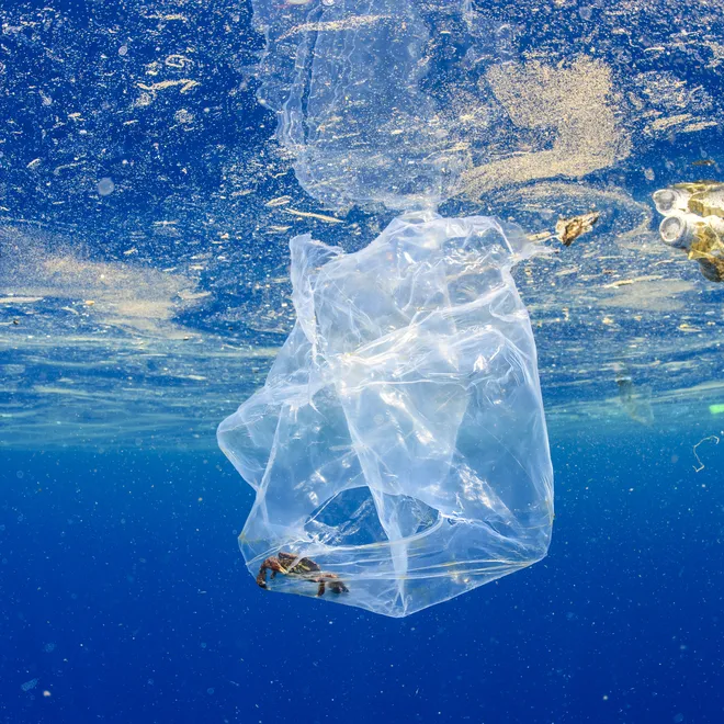 A plastic bag and other trash floating in water.