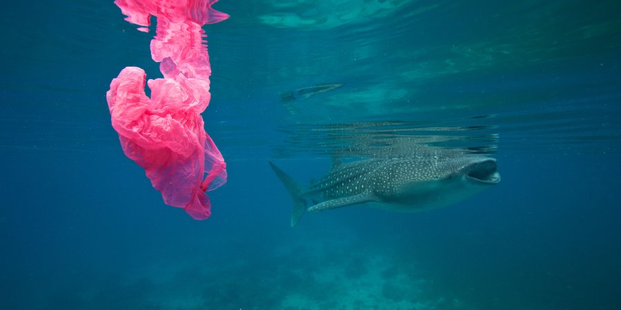 A mostly teal color photo of an underwater scene with a shark on the right and a piece of bright pink plastic floating in the foreground on the left