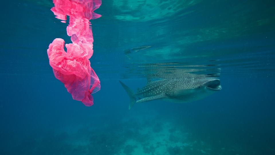 A bright pink plastic bag sits just below the surface of the water in the foreground and a whale shark swims in the background.