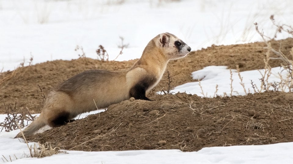 A lone ferret perched on a patch of brown earth.
