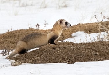A lone ferret perched on a patch of brown earth.