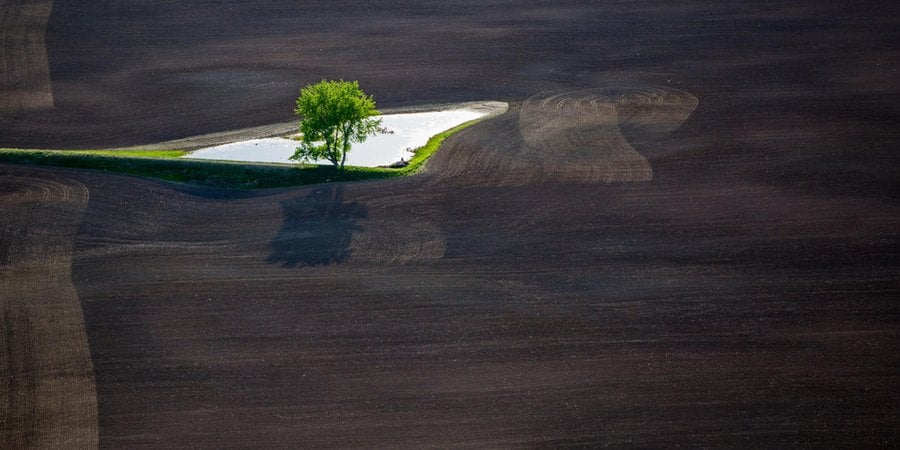 A single tree stands in a pool of water in a large dirt field