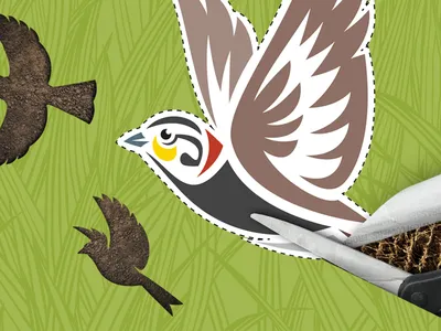 An illustration of a brown songbird on a green background