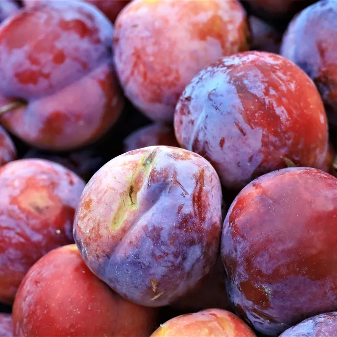 Fresh plums sit in a pile. They are reddish purple with brown stems