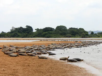 Flock of Arrau turtles walks across a sandbar in a river