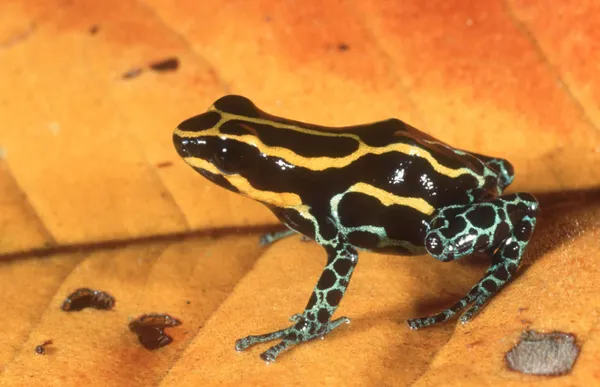 Poison dart frog sitting on a leaf