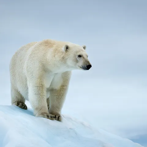 Portrait of a polar bear (Ursus maritimus). Svalbard, Norway.