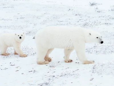 Polar bear female followed by cub