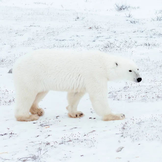 Polar bear female followed by cub