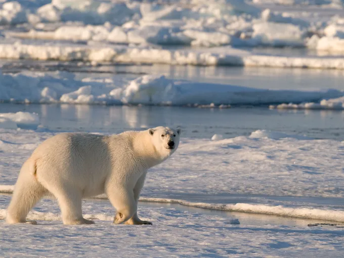 A landscape photo of a snowy and icy scene with a large white polar bear in the foreground.