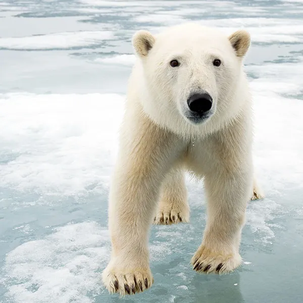 A large polar bear on sea ice faces the camera.