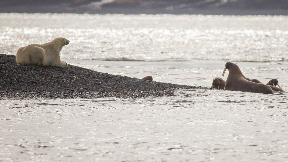 Polar Bear feign sleep_Laptev_9-5-2013