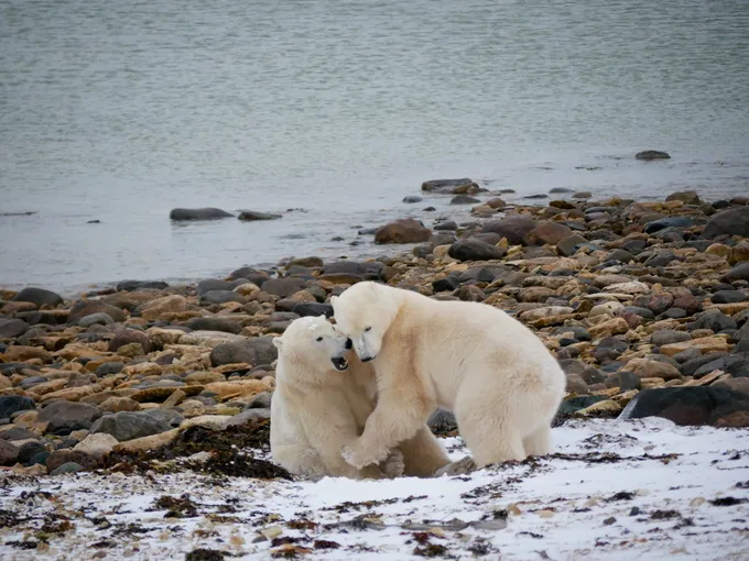 Two polar bears wrestling on rocky terrain
