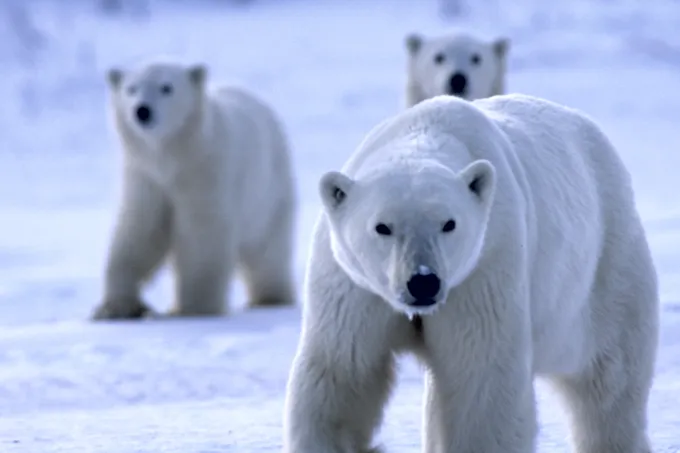 Adult polar bear walking along brown grass looking at the camera