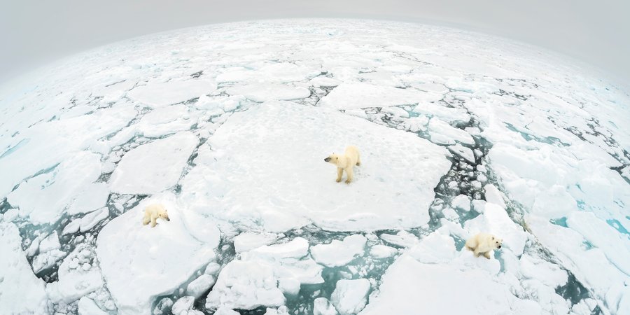 Polar bear (Ursus maritimus) mother and two cubs standing on fractured ice floe. Svalbard, Norway.
