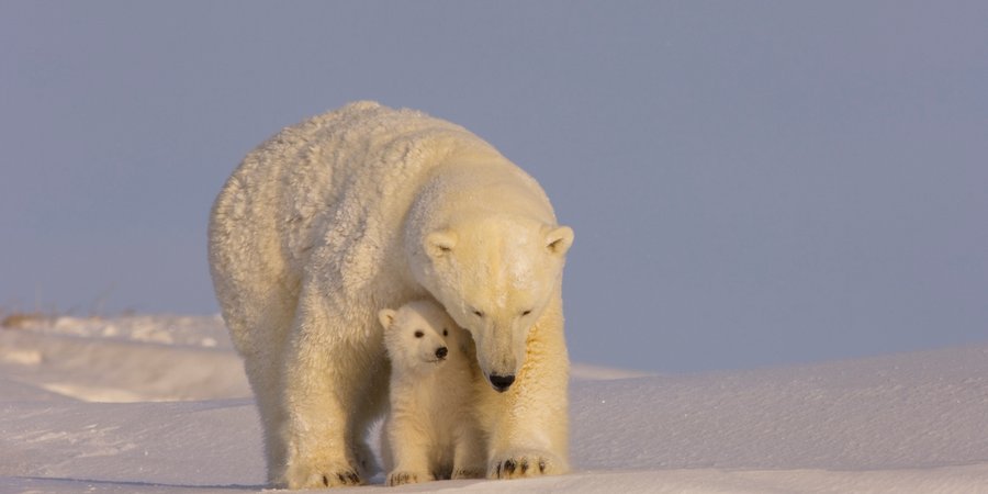 Polar bear cub sits in between its mother's front legs.
