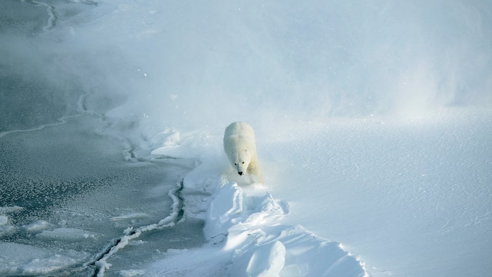 A polar bear walking in Svalbard, Norway.