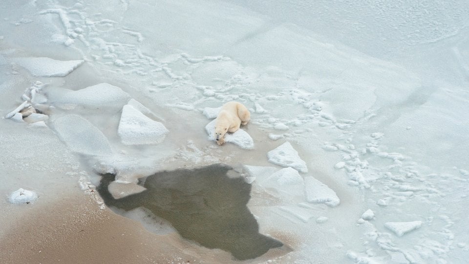 Aerial photo of polar bear lying down and patiently waiting at the edge of a break in the ice for prey.