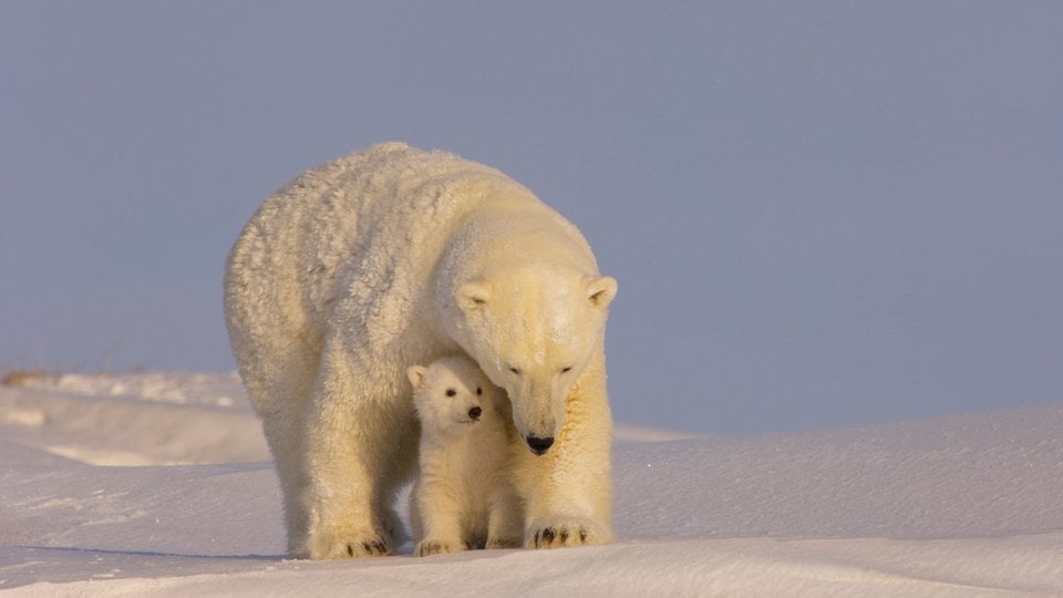 A large white polar bear hovers over a baby polar bear with an icy foreground and background and gray-blue skies.