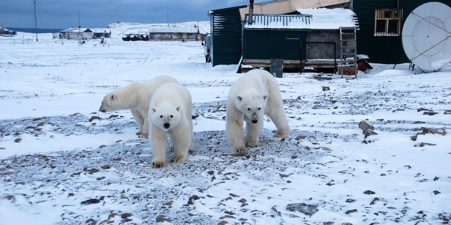Three polar bears are shown in front of a home or building structure in snowy Russia
