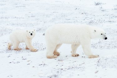Polar bear female followed by cub