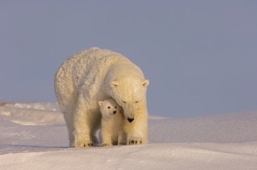 A large white polar bear hovers over a baby polar bear with an icy foreground and background and gray-blue skies.