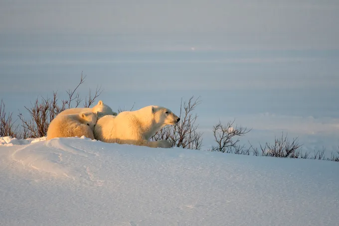 Group of polar bears laying in the snow together