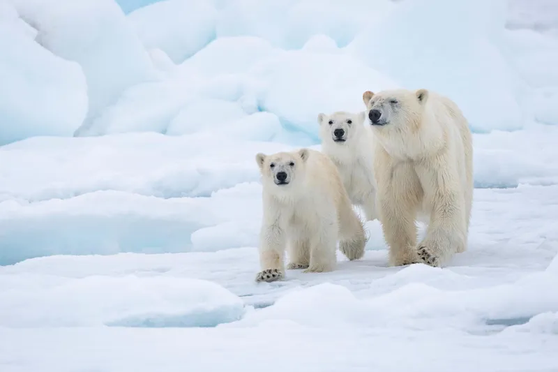 Polar bear mom and cubs walking through the snow