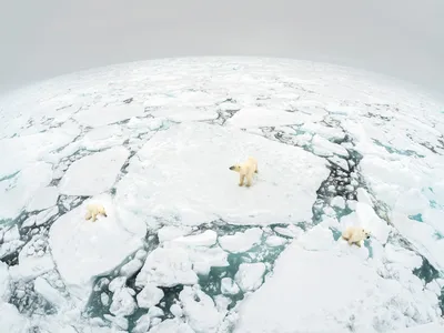 Polar bear (Ursus maritimus) mother and two cubs standing on fractured ice floe. Svalbard, Norway.