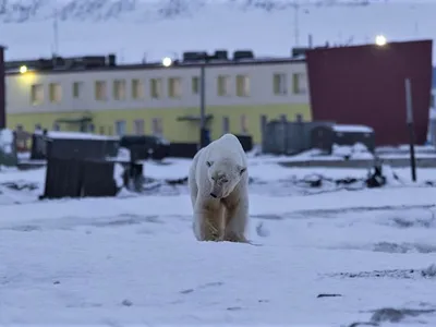 An adult polar bear walking toward the camera on snowy ground with buildings in the background
